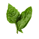 Basil